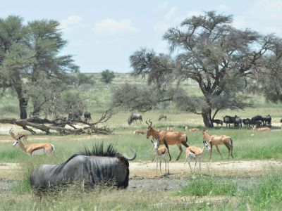 Kgalagadi Transfrontier Park - Botswana