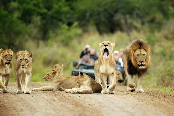 Thanda Safari Private Game Reserve