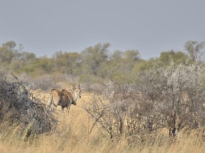 Mafikeng Game Reserve