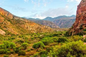 The Leopard Trail