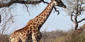Mahushe Shongwe Game Reserve