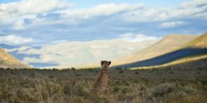 Samara Karoo Reserve