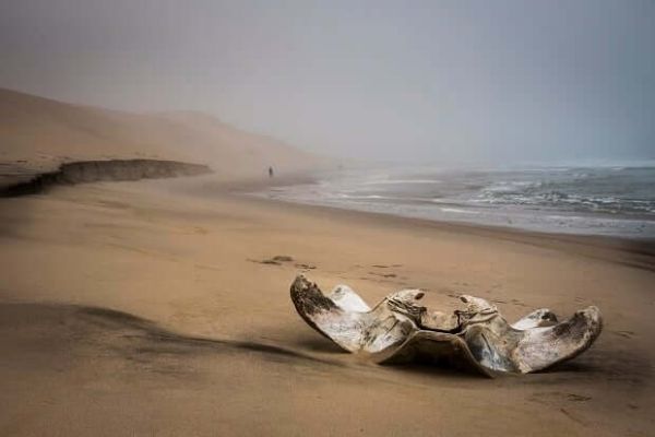 The Namib100 Hike