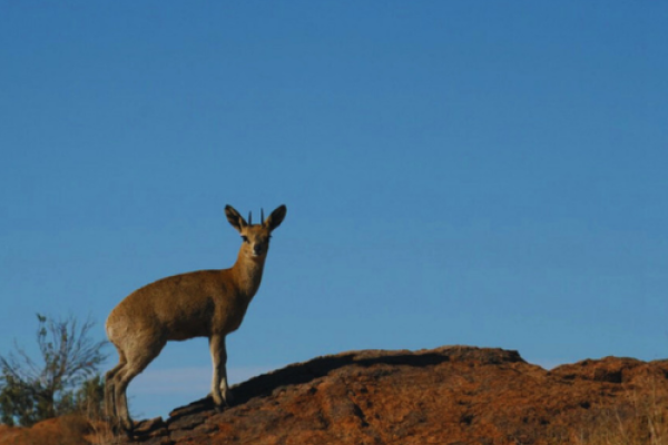 Klipspringer Hiking Trail