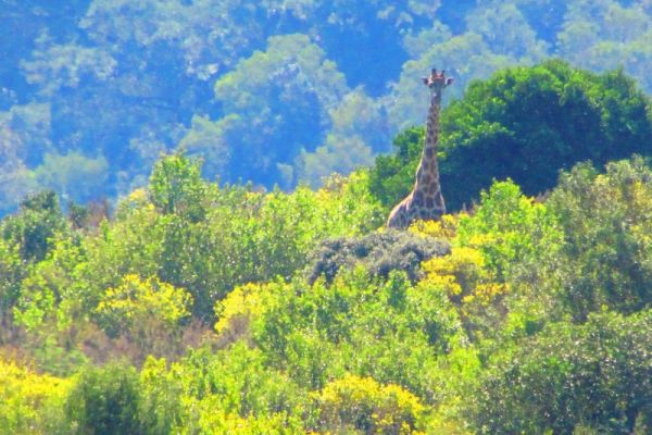 Plettenberg Bay Game Reserve