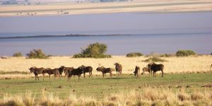 Erfenis Dam Nature Reserve