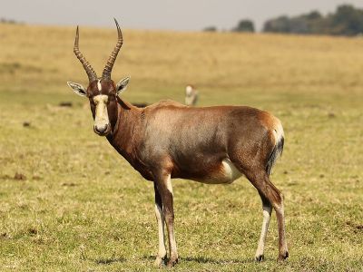 Krugersdorp Game Reserve