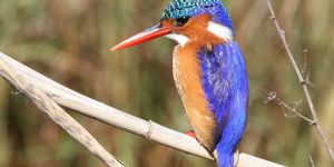 Marievale Bird Sanctuary - Giant Kingfisher