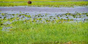 Bwabwata National Park