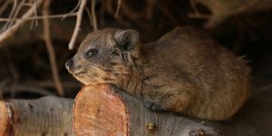 Hennops Dassie Trail