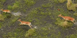 Nkasa Rupara National Park