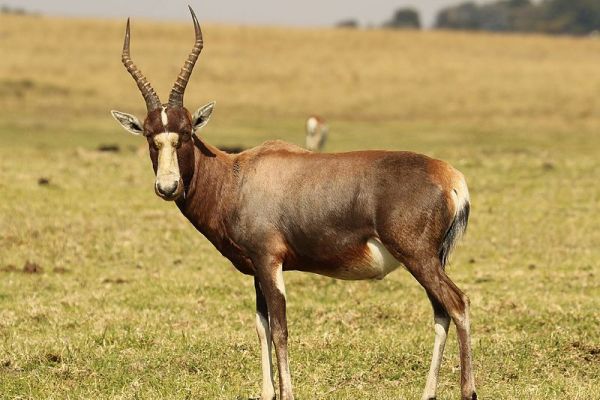 Krugersdorp Game Reserve