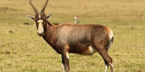 Krugersdorp Game Reserve